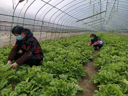 农产品同城配送 足不出户也能吃上新鲜蔬果